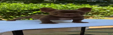 French Bulldog 1
