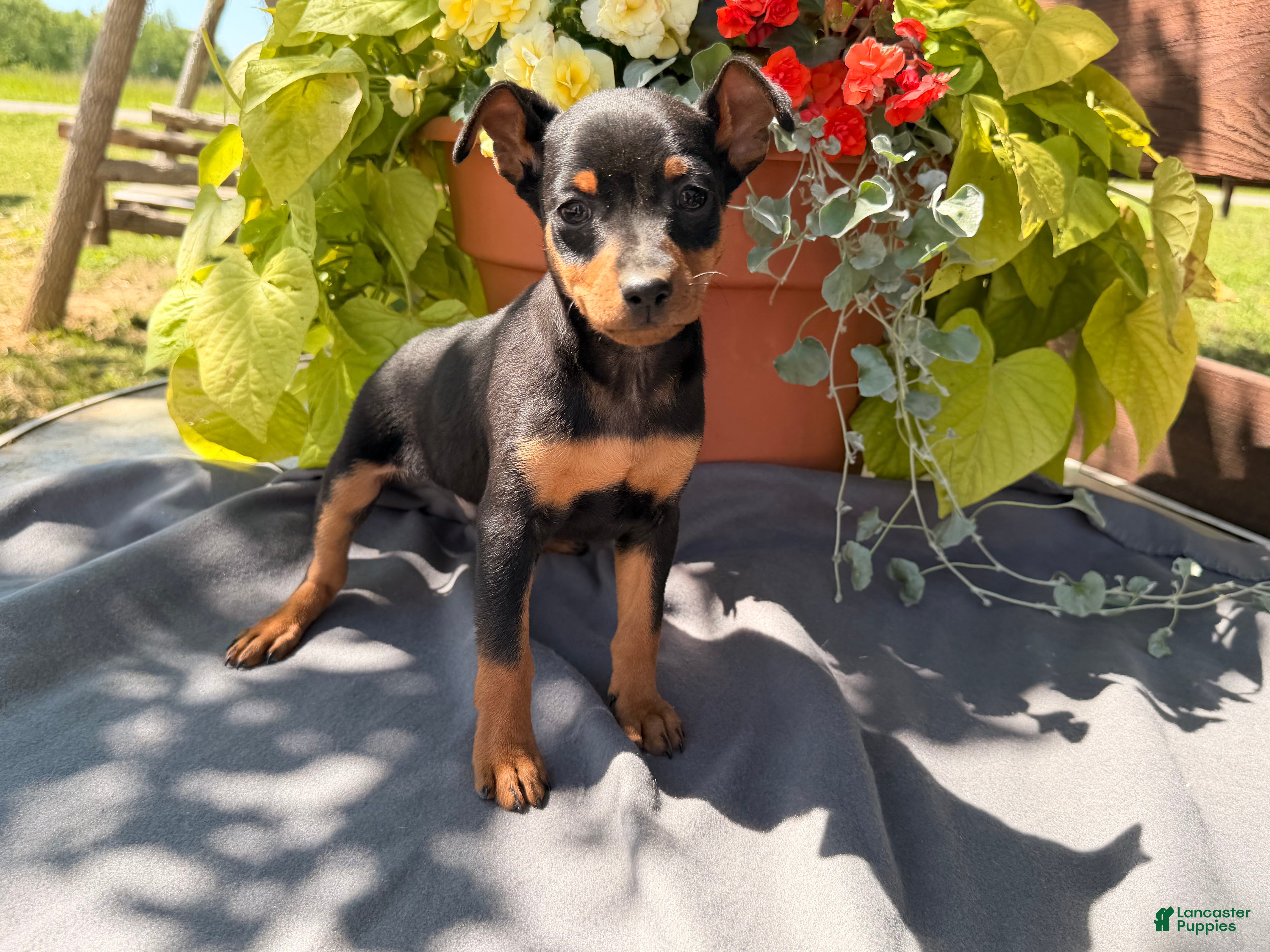 Miniature Pinscher dogs Indian  - Ad 1