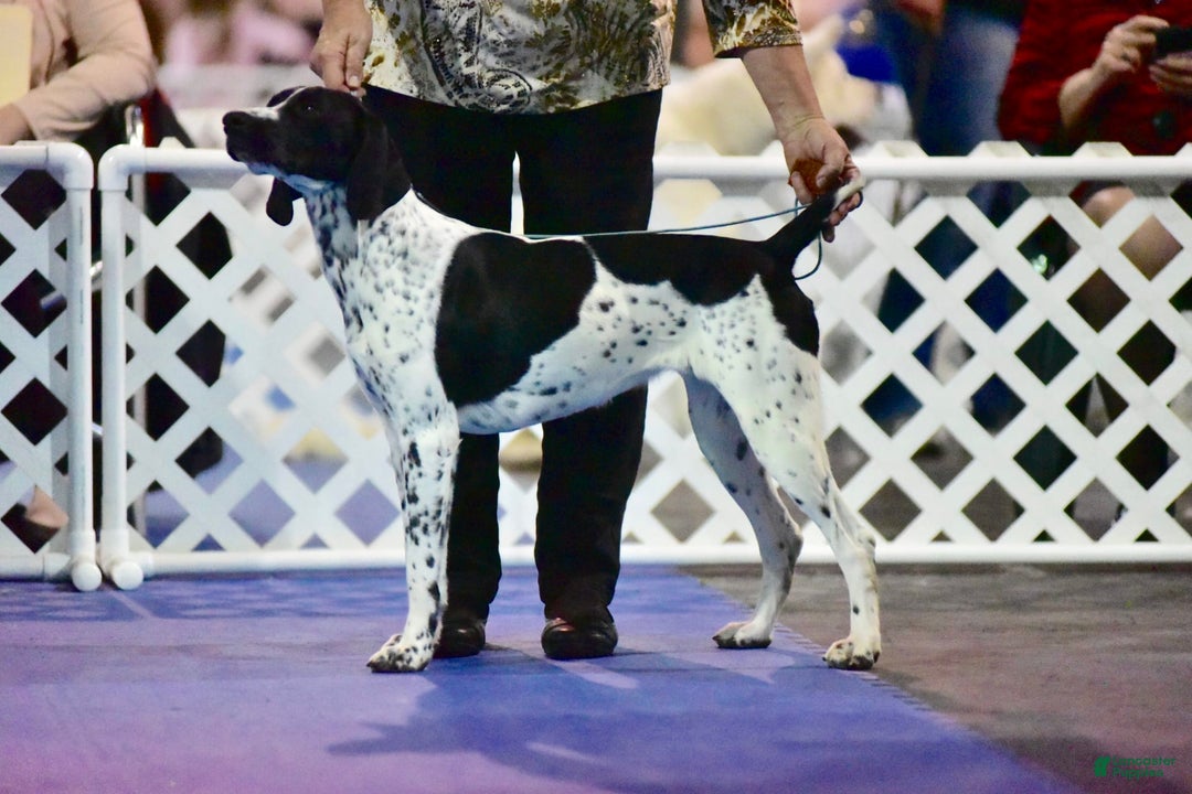 Lacey Roan for sale in Spring Hope Lancaster Puppies