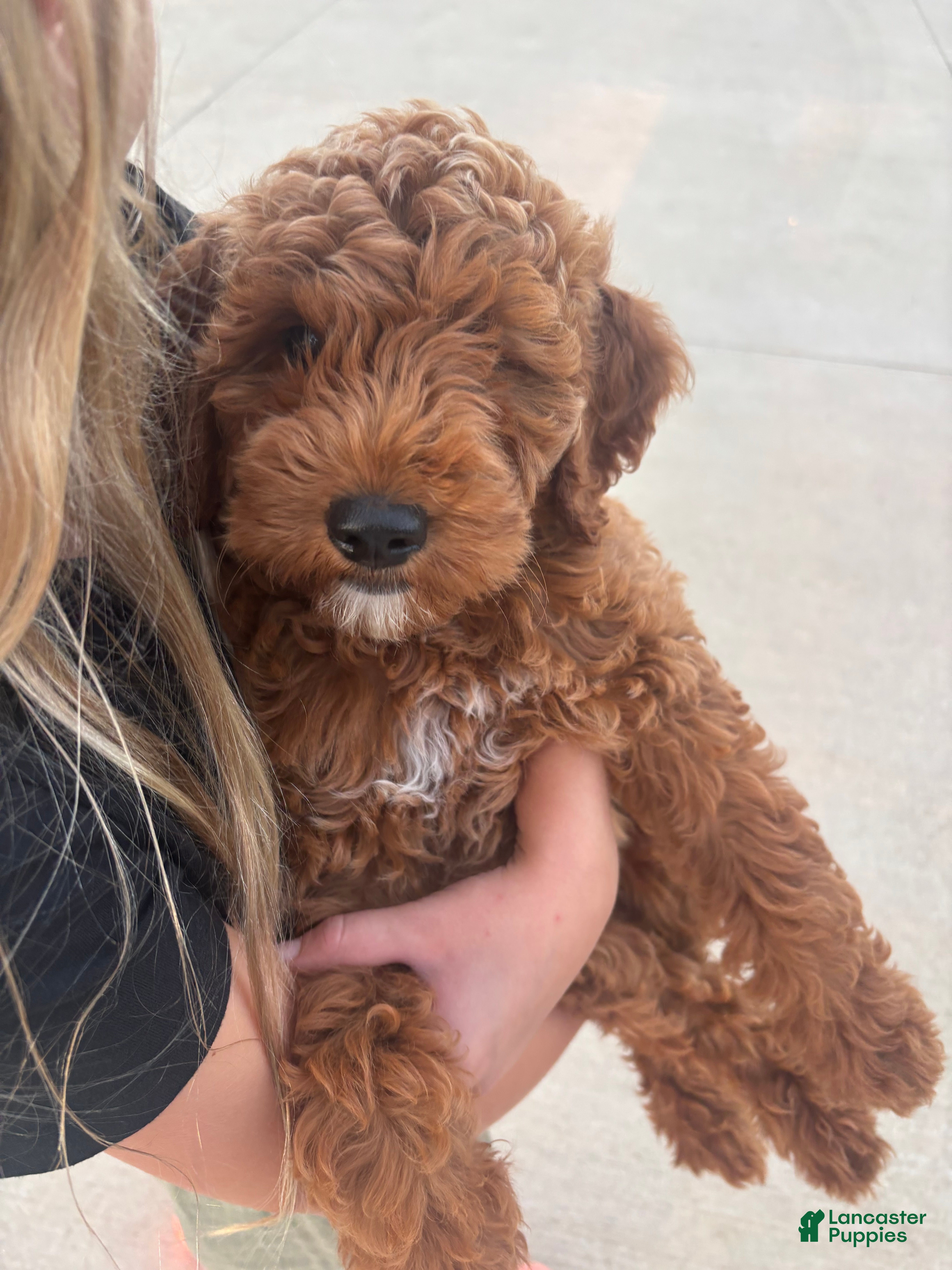 Mini Goldendoodle dogs Rosie - Ad 1