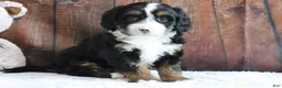 Mini Bernedoodle dogs for sale: Jasmine - Ad 4