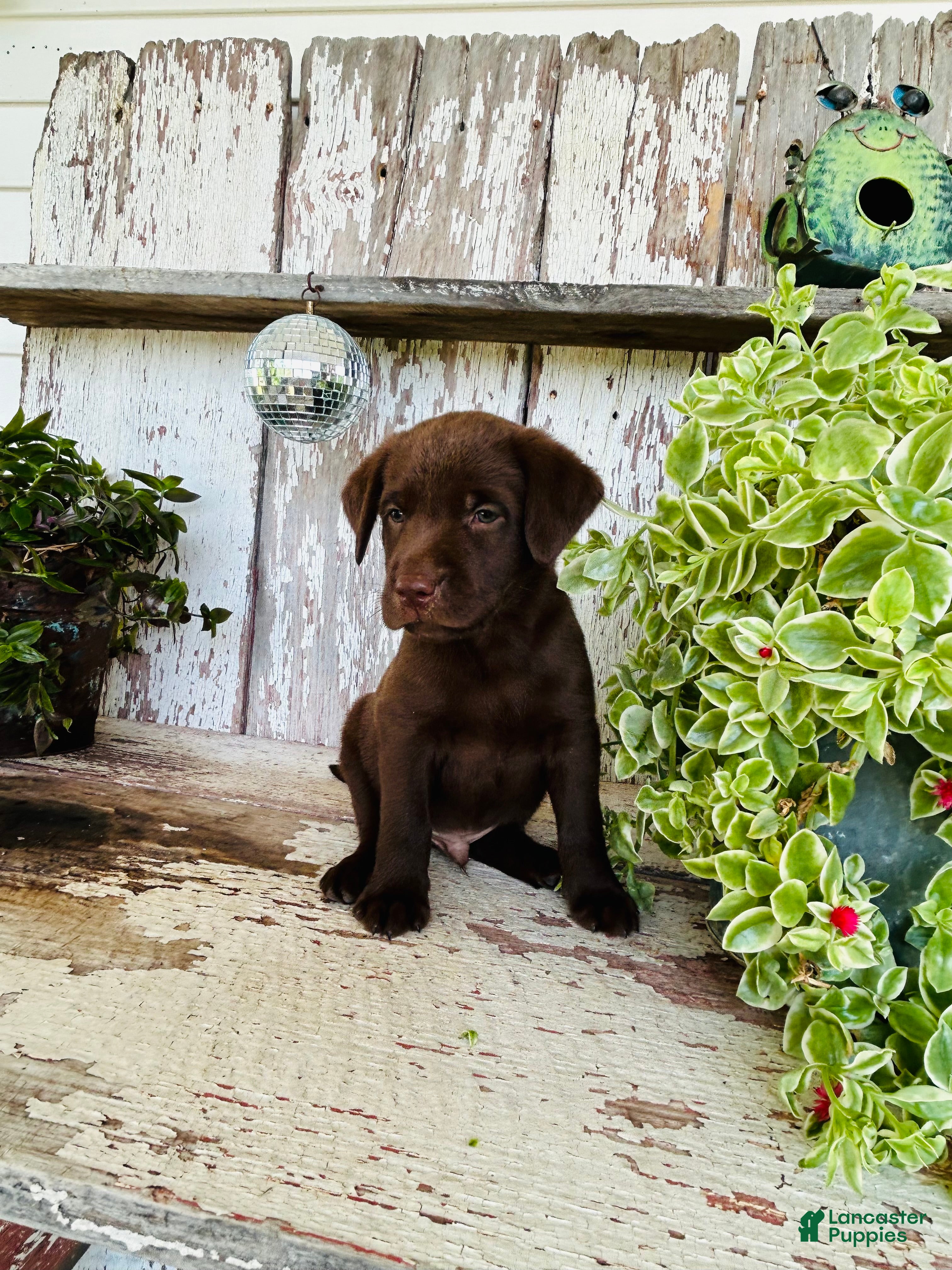 Labrador Retriever dogs Milo - Ad 2