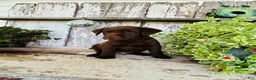 Labrador Retriever dogs for sale: Milo - Ad 2