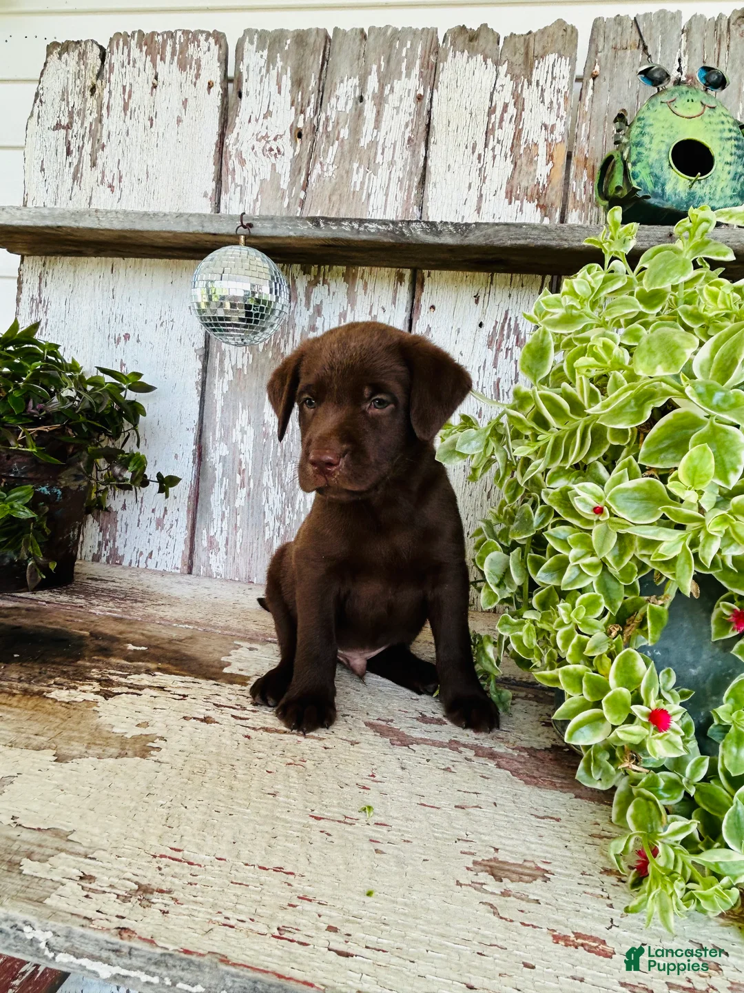 Labrador Retriever dogs for sale: Milo - Ad 2