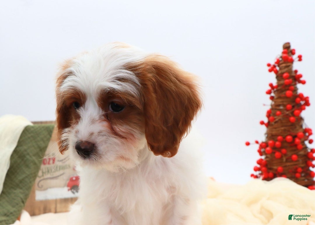 Cavapoo dogs for sale: Finn - Ad 11
