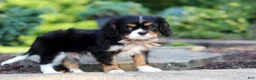 Cavalier King Charles Spaniel dogs for sale: Riley - Ad 8