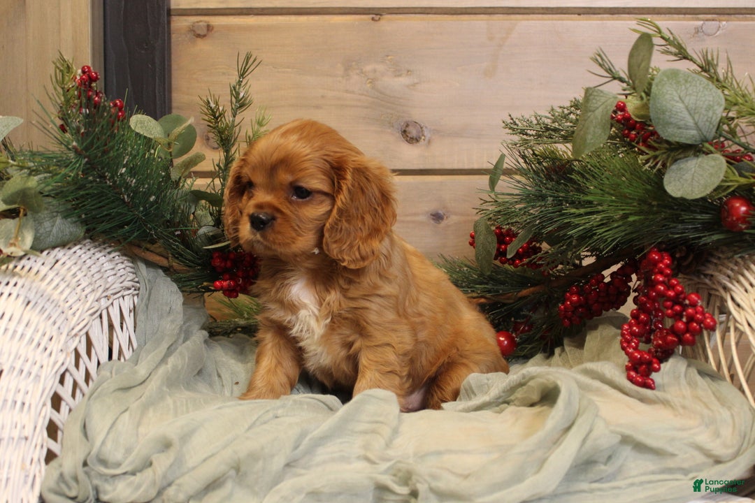Cavalier King Charles Spaniel dogs for sale: Zachary - Ad 3