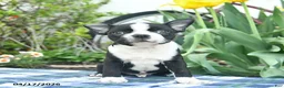 Boston Terrier dogs for sale: Vadar  - Ad 1