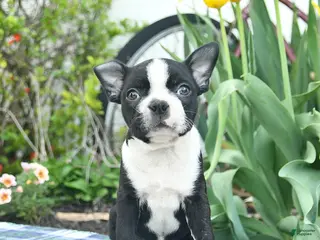 Boston Terrier dogs for sale: Vadar - Ad 4