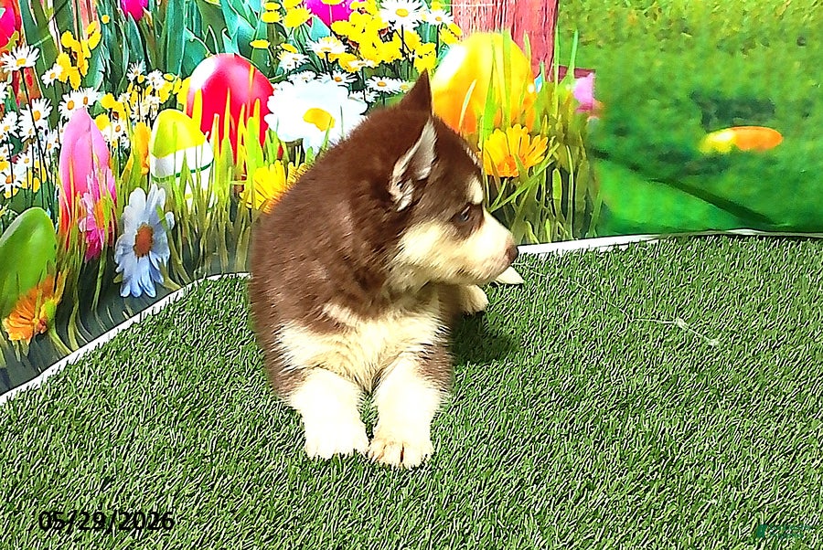 Siberian Husky dogs Sadie - Ad 2
