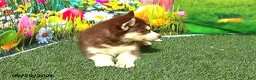 Siberian Husky dogs for sale: Sadie - Ad 2