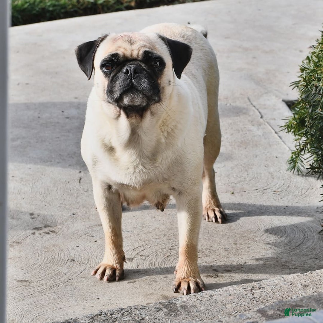 Gallery Image {{count}}