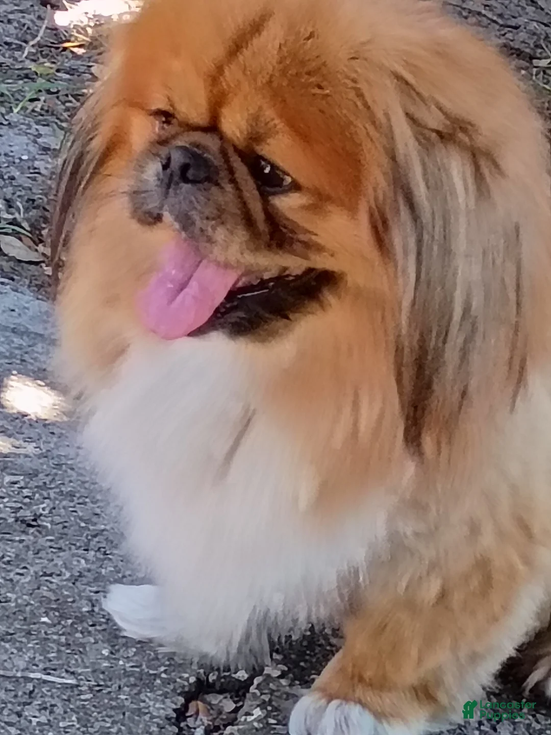 Pekingese dogs for stud: Stud only!!Pekingese Gr.Champion African lines  - Ad 2