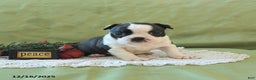 Boston Terrier dogs for sale: Dasher - Ad 14