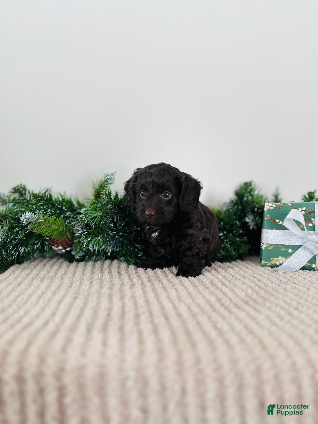 Mixed Breed dogs for sale: Rudolph - Ad 7