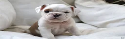 English Bulldog dogs for sale: Silvi - Ad 5