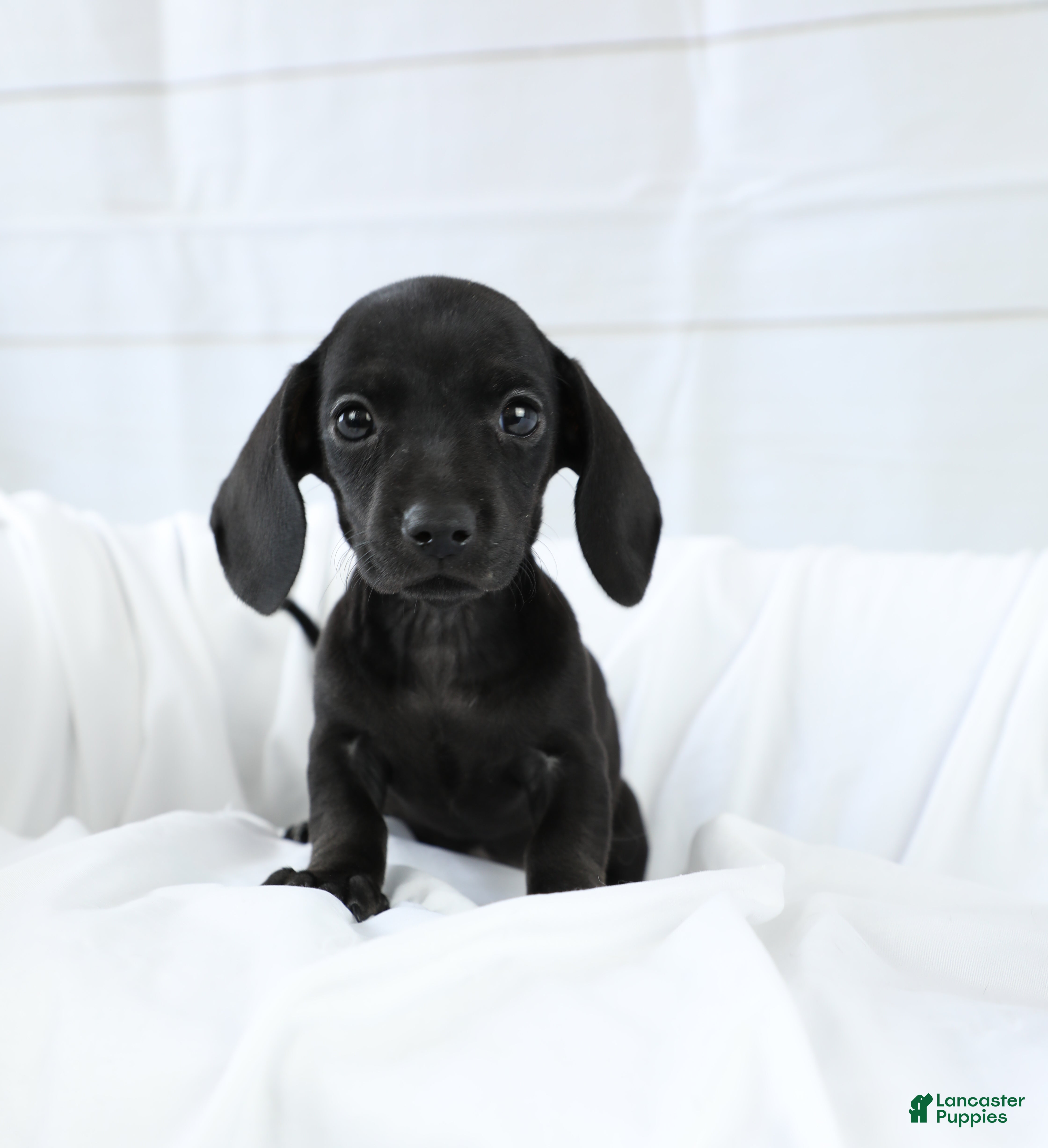 Miniature Dachshund dogs for sale: Dory - Ad 1