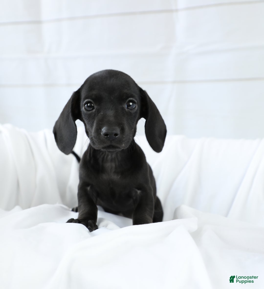 Miniature Dachshund dogs for sale: Dory - Ad 1