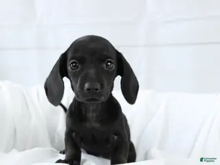 Miniature Dachshund dogs Dory - Ad 38