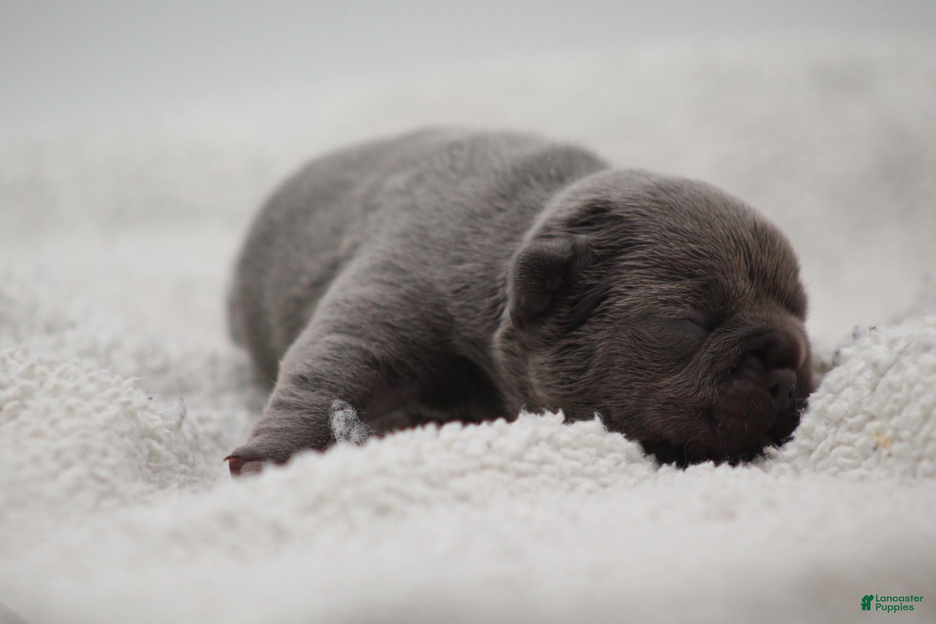 French Bulldog dogs for sale: Solid lilac - Ad 1