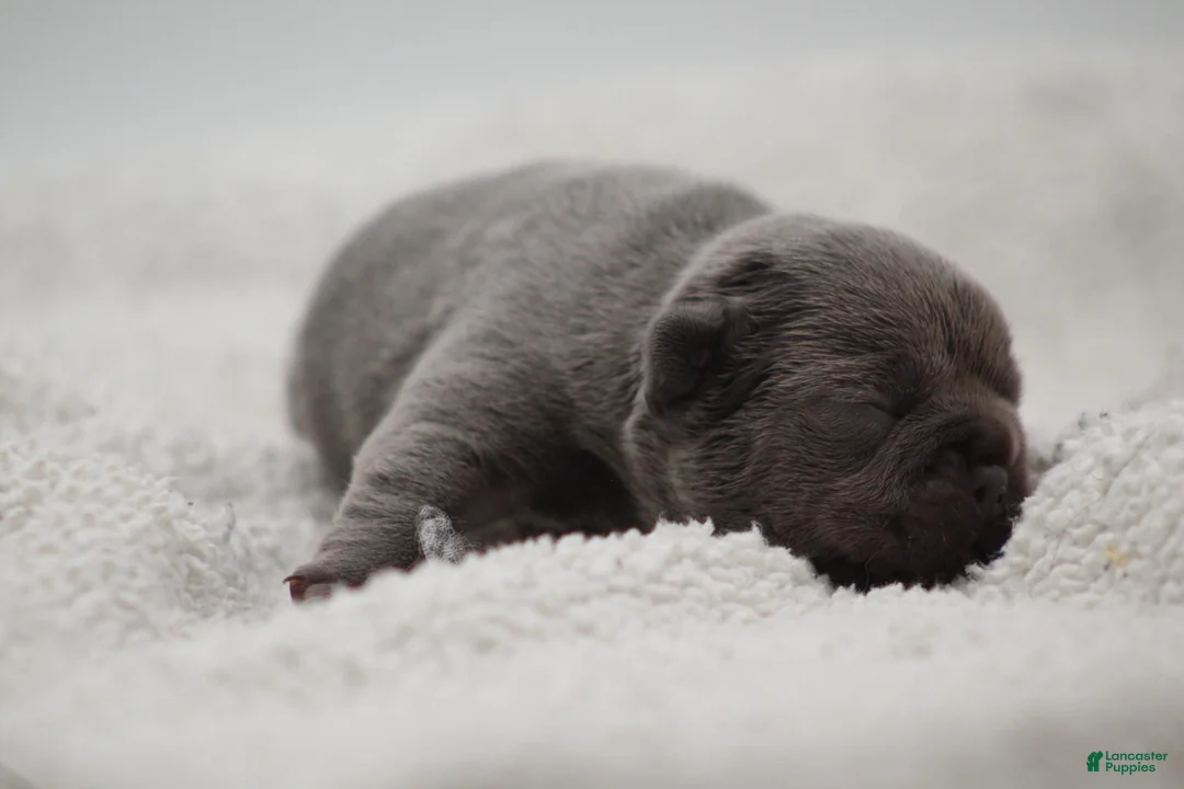 French Bulldog dogs for sale: Solid lilac - Ad 1
