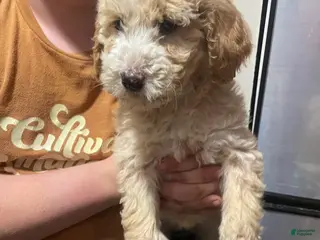 Goldendoodle dogs Goldendoodle Puppy 3 - Ad 4