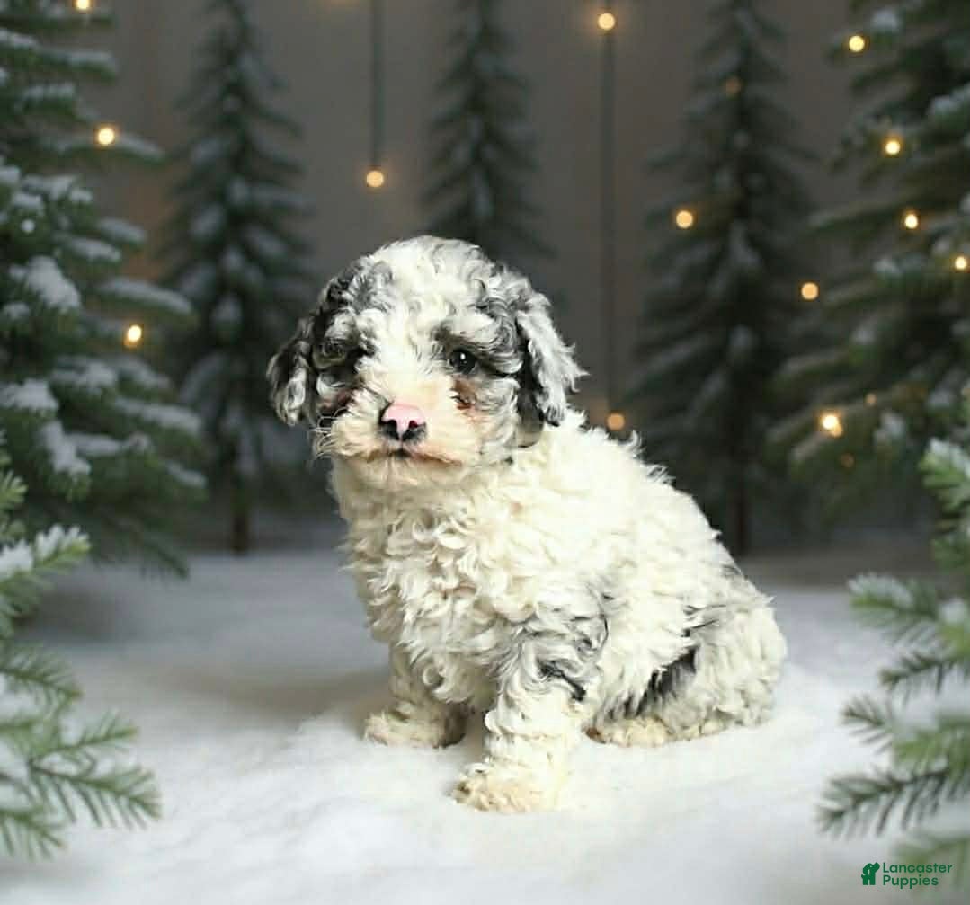 Toy Poodle dogs Marvel - Ad 6