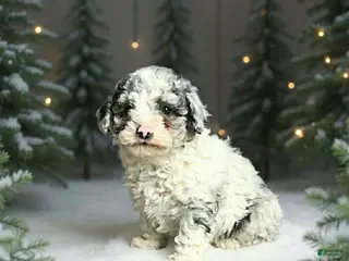 Toy Poodle dogs Teddy - Ad 27