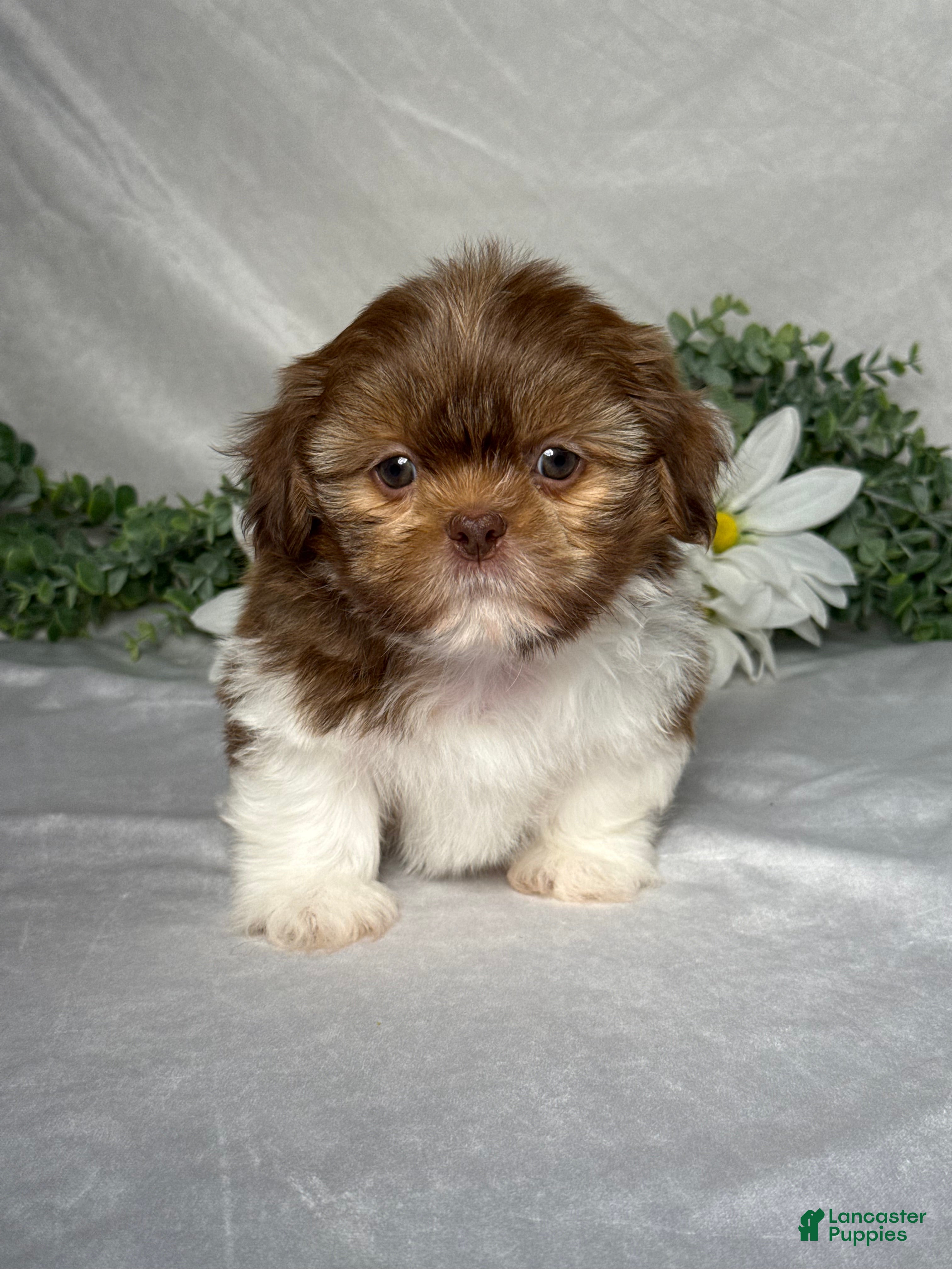 Shih Tzu dogs Jake - Ad 1
