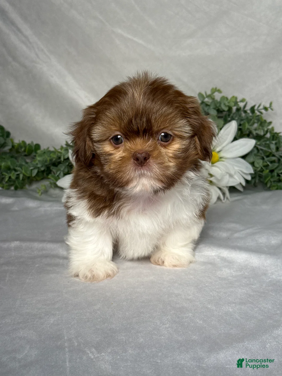 Shih Tzu dogs for sale: Jake - Ad 1
