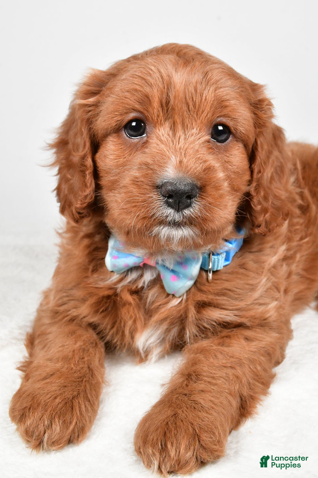 Cavapoo dogs for sale: Ashton - Ad 3