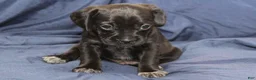Puggle dogs for sale: Chewy - Ad 34