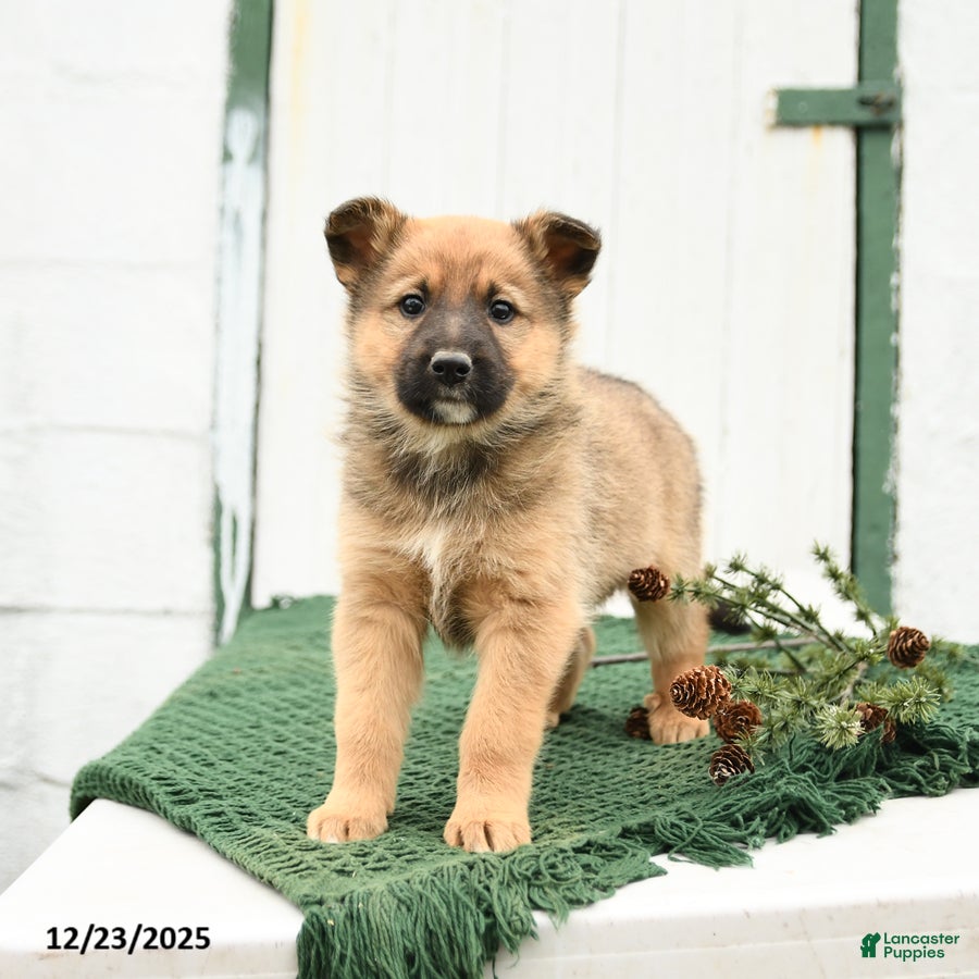 Mixed Breed dogs Bear - Ad 5