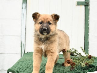 Mixed Breed dogs Bear - Ad 5