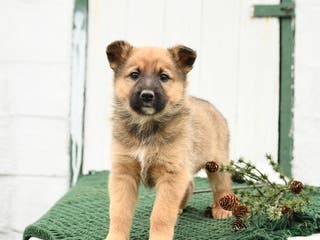 Mixed Breed dogs Bear - Ad 12