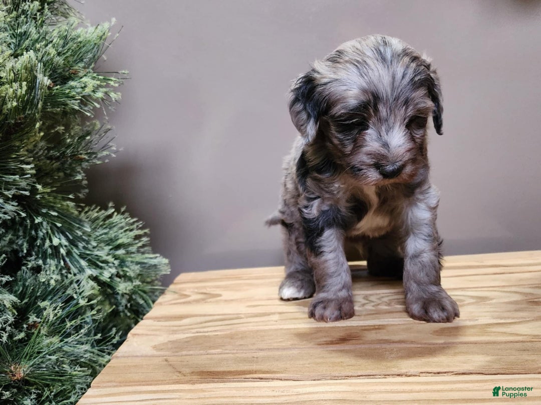 Mini Bernedoodle dogs for sale: Blitz - Ad 8