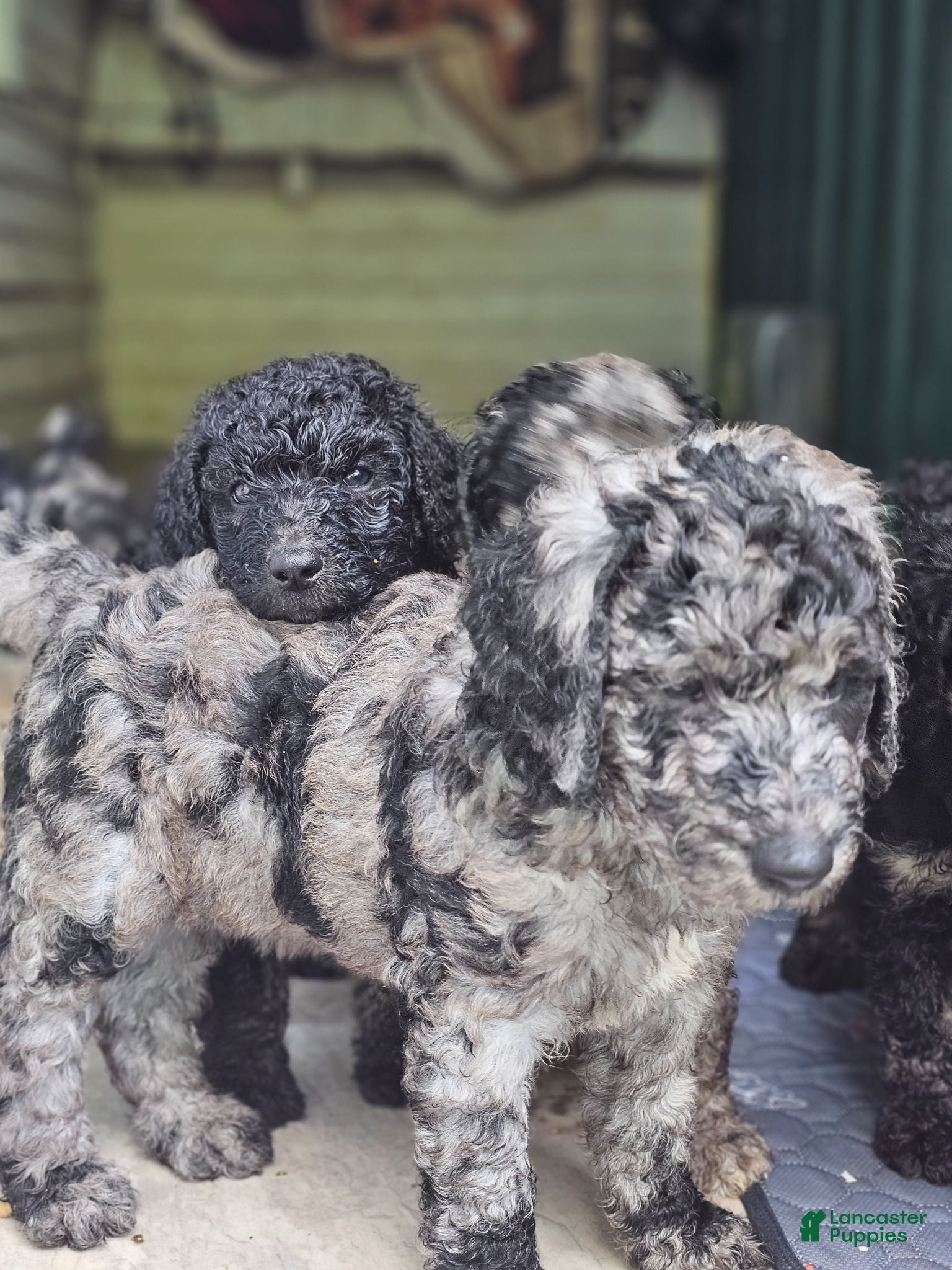 Standard Poodle dogs Standard Poodle 7 - Ad 37
