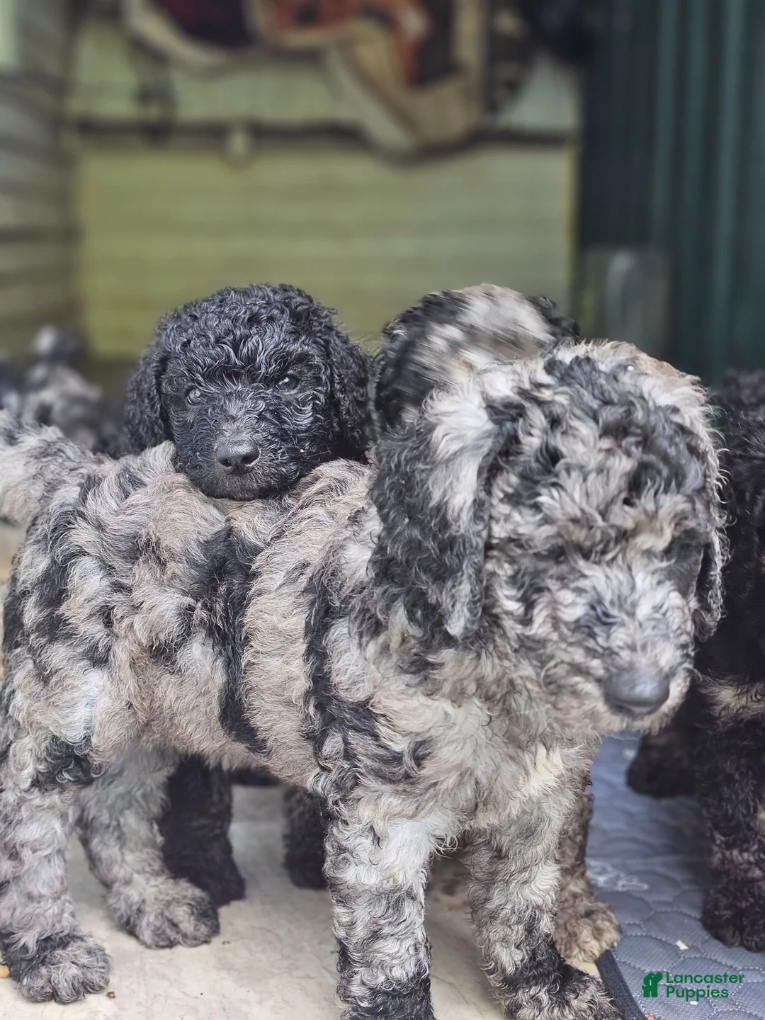 Standard Poodle dogs for sale: Standard Poodle 7 - Ad 1