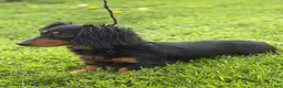 Miniature Dachshund dogs for sale: Akc Kirby LH OFA PRA clear chocolate carrier  - Ad 8