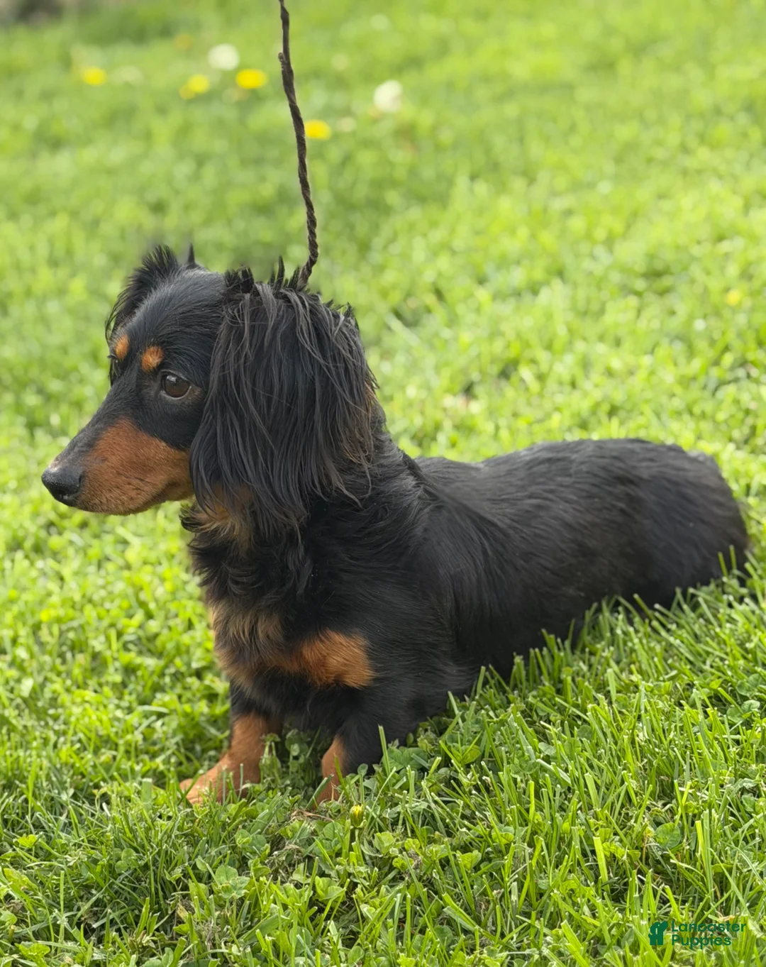 Miniature Dachshund dogs for sale: Akc Kirby LH OFA PRA clear chocolate carrier  - Ad 8