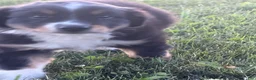 Australian Shepherd dogs for sale: Tucker - Ad 4