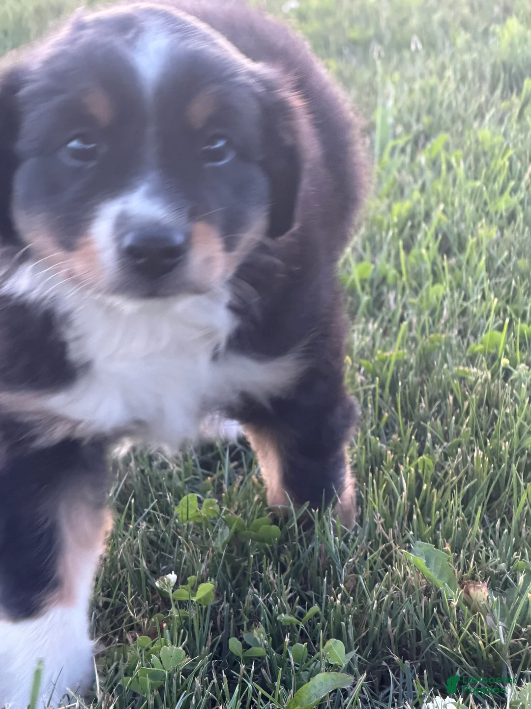 Australian Shepherd dogs for sale: Tucker - Ad 4
