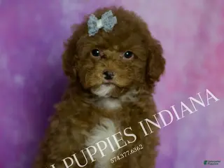 Maltipoo dogs Coffee - Ad 42