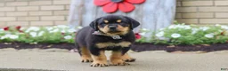 Rottweiler dogs for sale: Duke - Ad 3