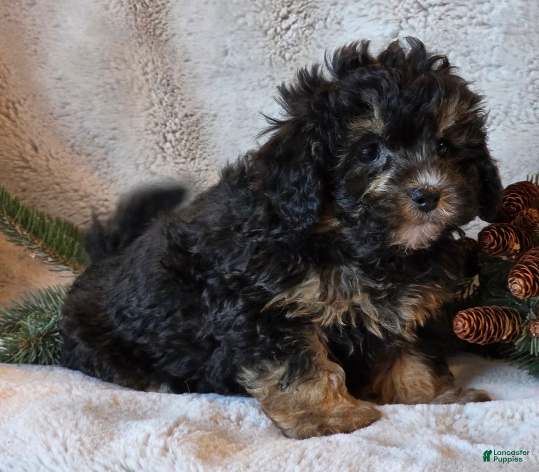 Shihpoo dogs for sale: Trooper - Ad 3