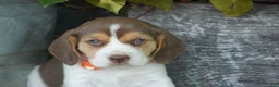 Beagle dogs for sale: Otis - Ad 11
