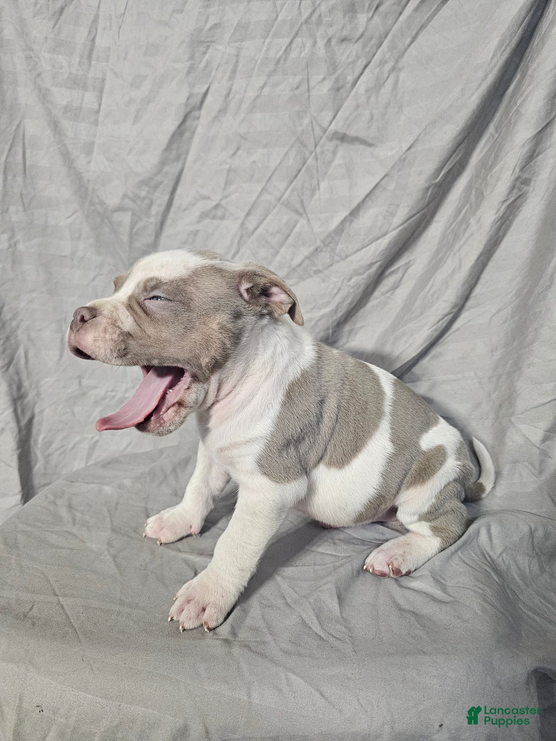 American Bully dogs for sale: Bruiser - Lilac Pied - Ad 12