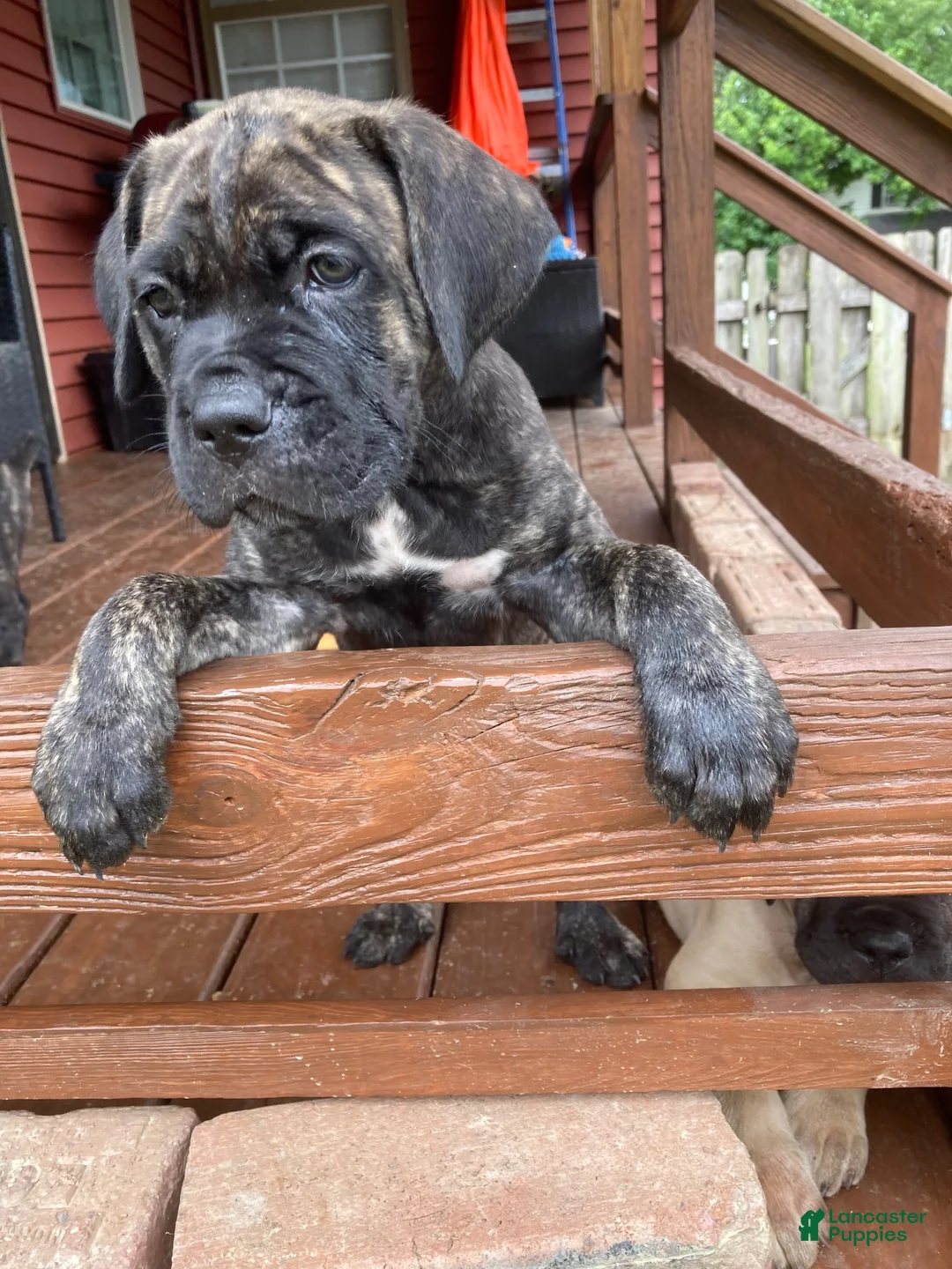 Cane Corso dogs for sale: Cane Corso 9 - Ad 1