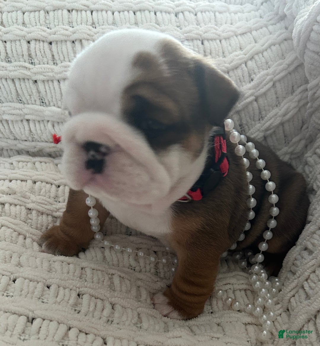 English Bulldog dogs for sale: English Bulldog Female - Ad 6