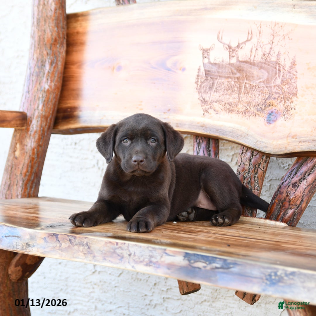 Labrador Retriever dogs for sale: Zephyr - Ad 4